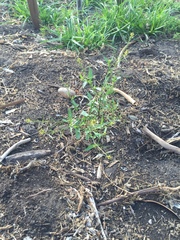 Sisymbrium erysimoides