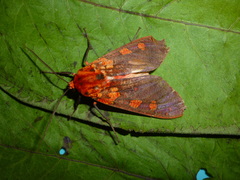 Elysius cingulata