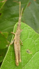 Algete brunneri