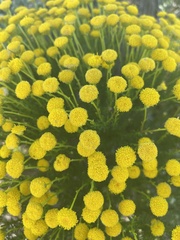 Chrysocoma coma-aurea