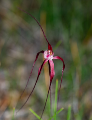 Caladenia chapmanii