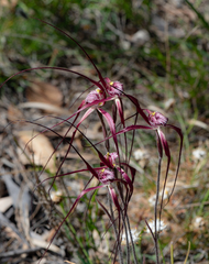 Caladenia chapmanii