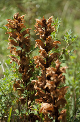 Orobanche lutea