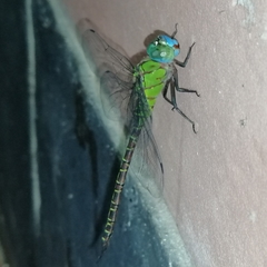 Coryphaeschna adnexa