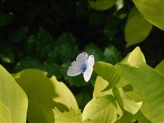 Catochrysops panormus exiguus