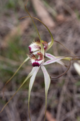 Caladenia × cala