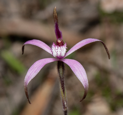 Caladenia hirta rosea