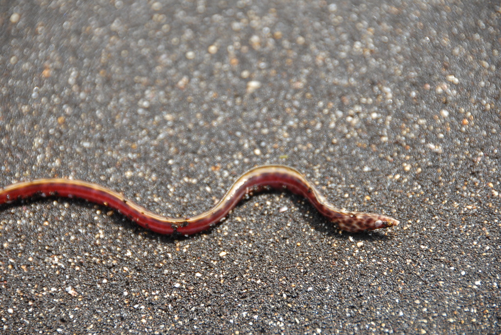 Pouch Snake Eel