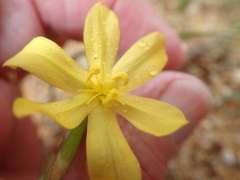 Moraea lewisiae