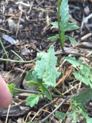 Sisymbrium erysimoides