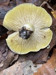 Tricholoma subluteum