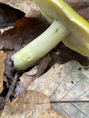 Tricholoma subluteum