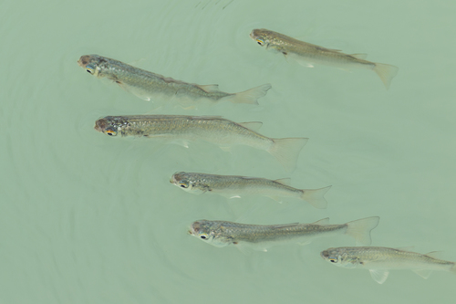 Flathead mullet (Chelon planiceps) — Mugilidae — 3