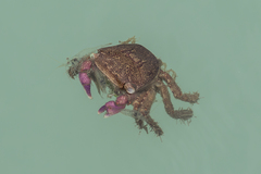 Metopograpsus latifrons