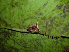 Micrathetis canifimbria