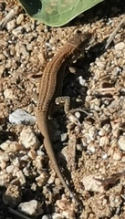 Podarcis liolepis