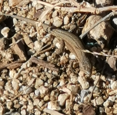 Podarcis liolepis