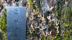 Lentaria byssiseda