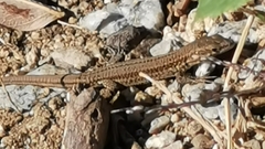 Podarcis liolepis