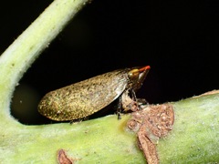 Plinia ampla