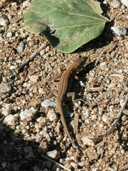 Podarcis liolepis