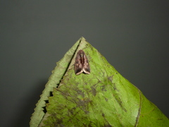 Micrathetis canifimbria