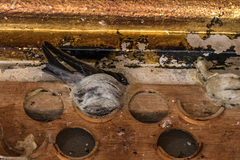 Aerodramus germani germani