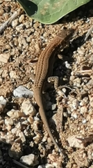 Podarcis liolepis