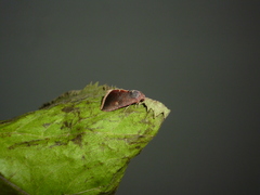 Micrathetis canifimbria