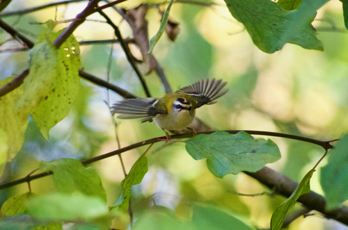 Reyezuelo listado (Regulus ignicapilla)