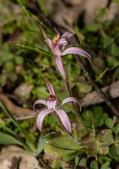 Caladenia hirta rosea