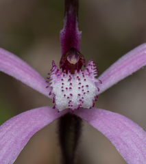 Caladenia hirta rosea