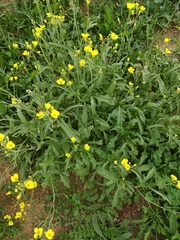 Diplotaxis tenuifolia