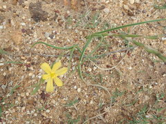 Moraea lewisiae