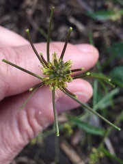 Sisymbrium erysimoides