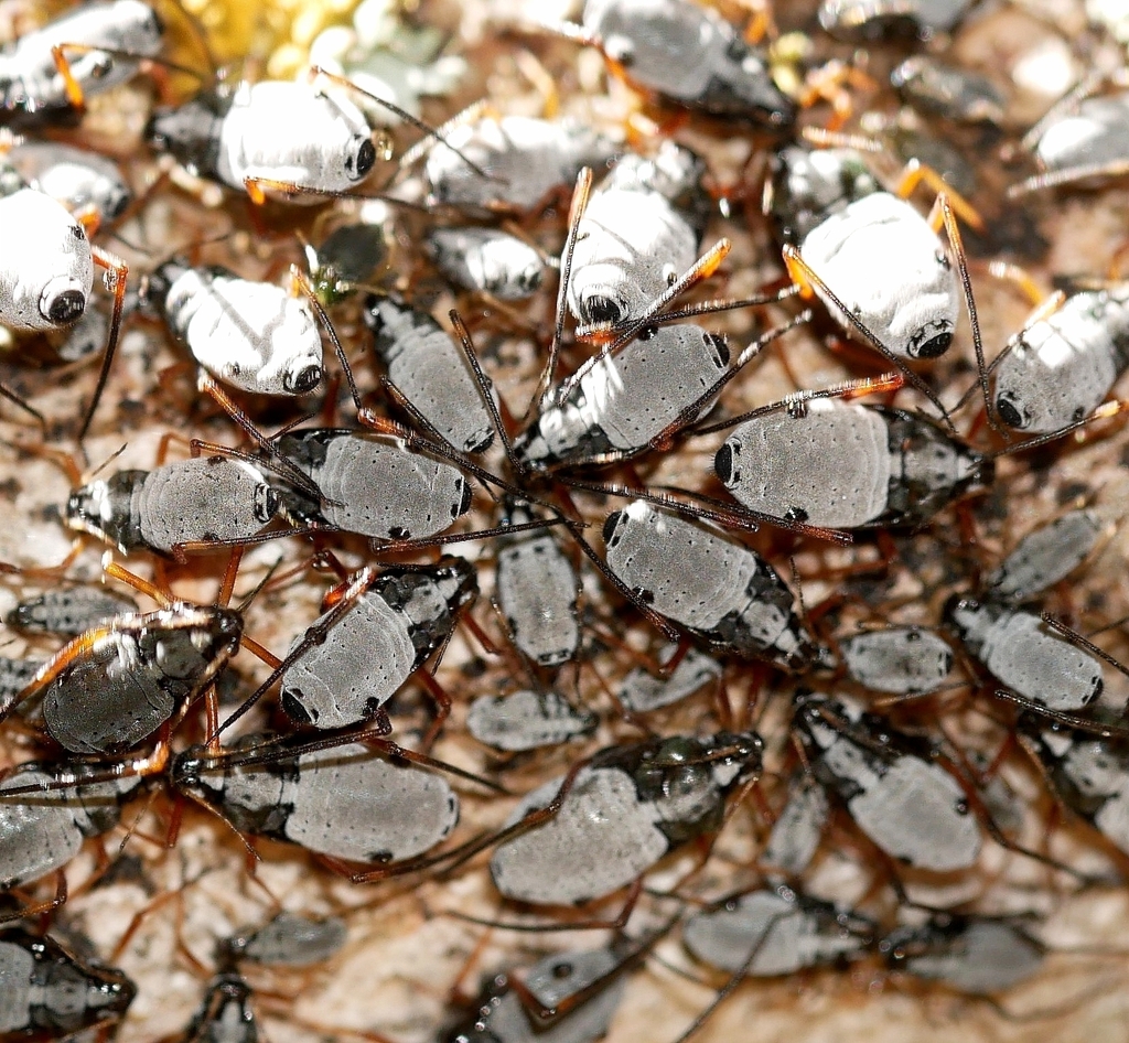 balsam fir aphid