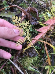 Selinum carvifolia