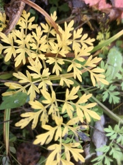 Selinum carvifolia