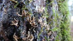 Lentaria byssiseda