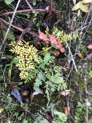 Selinum carvifolia