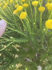 Chrysocoma coma-aurea