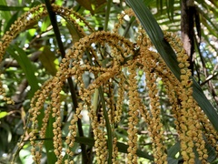 Chamaedorea tepejilote