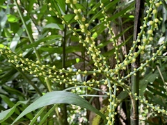Chamaedorea tepejilote