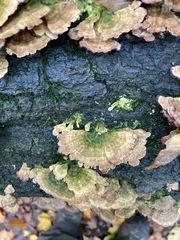 Fungi