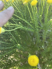 Chrysocoma coma-aurea