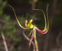 Caladenia integra
