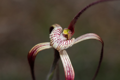 Caladenia chapmanii