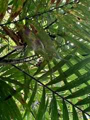 Chamaedorea tepejilote