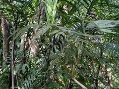Chamaedorea tepejilote