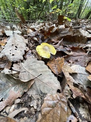 Tricholoma subluteum